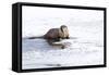 Wyoming, National Elk Refuge, Northern River Otter Eating Fish-Elizabeth Boehm-Framed Stretched Canvas