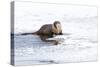 Wyoming, National Elk Refuge, Northern River Otter Eating Fish-Elizabeth Boehm-Stretched Canvas