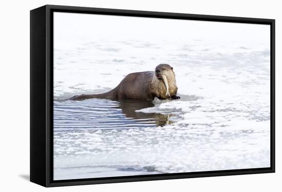 Wyoming, National Elk Refuge, Northern River Otter Eating Fish-Elizabeth Boehm-Framed Stretched Canvas