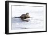 Wyoming, National Elk Refuge, Northern River Otter Eating Fish-Elizabeth Boehm-Framed Photographic Print