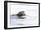 Wyoming, National Elk Refuge, Northern River Otter Eating Fish-Elizabeth Boehm-Framed Photographic Print