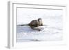 Wyoming, National Elk Refuge, Northern River Otter Eating Fish-Elizabeth Boehm-Framed Photographic Print