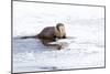 Wyoming, National Elk Refuge, Northern River Otter Eating Fish-Elizabeth Boehm-Mounted Photographic Print