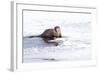 Wyoming, National Elk Refuge, Northern River Otter Eating Fish-Elizabeth Boehm-Framed Photographic Print