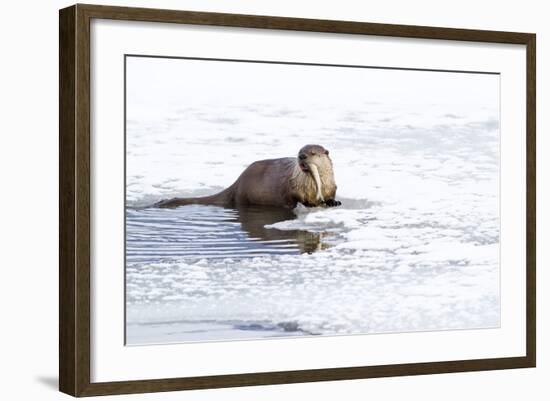 Wyoming, National Elk Refuge, Northern River Otter Eating Fish-Elizabeth Boehm-Framed Photographic Print