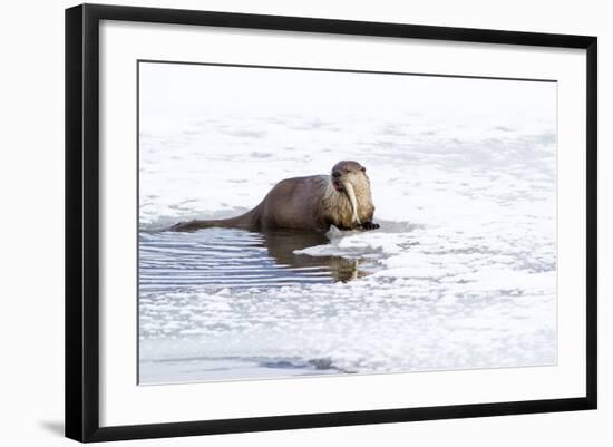 Wyoming, National Elk Refuge, Northern River Otter Eating Fish-Elizabeth Boehm-Framed Photographic Print