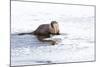 Wyoming, National Elk Refuge, Northern River Otter Eating Fish-Elizabeth Boehm-Mounted Photographic Print