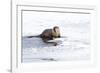 Wyoming, National Elk Refuge, Northern River Otter Eating Fish-Elizabeth Boehm-Framed Photographic Print