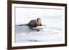 Wyoming, National Elk Refuge, Northern River Otter Eating Fish-Elizabeth Boehm-Framed Photographic Print