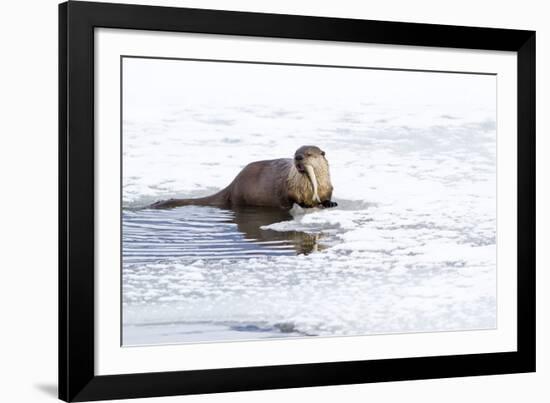 Wyoming, National Elk Refuge, Northern River Otter Eating Fish-Elizabeth Boehm-Framed Photographic Print