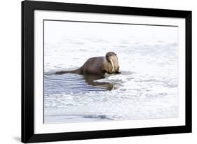 Wyoming, National Elk Refuge, Northern River Otter Eating Fish-Elizabeth Boehm-Framed Photographic Print