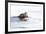 Wyoming, National Elk Refuge, Northern River Otter Eating Fish-Elizabeth Boehm-Framed Photographic Print