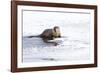 Wyoming, National Elk Refuge, Northern River Otter Eating Fish-Elizabeth Boehm-Framed Photographic Print