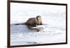 Wyoming, National Elk Refuge, Northern River Otter Eating Fish-Elizabeth Boehm-Framed Photographic Print