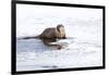 Wyoming, National Elk Refuge, Northern River Otter Eating Fish-Elizabeth Boehm-Framed Photographic Print