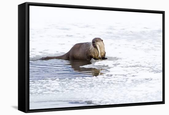 Wyoming, National Elk Refuge, Northern River Otter Eating Fish-Elizabeth Boehm-Framed Stretched Canvas