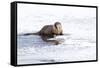 Wyoming, National Elk Refuge, Northern River Otter Eating Fish-Elizabeth Boehm-Framed Stretched Canvas