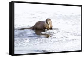 Wyoming, National Elk Refuge, Northern River Otter Eating Fish-Elizabeth Boehm-Framed Stretched Canvas