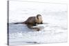 Wyoming, National Elk Refuge, Northern River Otter Eating Fish-Elizabeth Boehm-Stretched Canvas