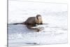 Wyoming, National Elk Refuge, Northern River Otter Eating Fish-Elizabeth Boehm-Stretched Canvas