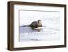 Wyoming, National Elk Refuge, Northern River Otter Eating Fish-Elizabeth Boehm-Framed Photographic Print