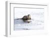 Wyoming, National Elk Refuge, Northern River Otter Eating Fish-Elizabeth Boehm-Framed Photographic Print