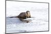 Wyoming, National Elk Refuge, Northern River Otter Eating Fish-Elizabeth Boehm-Mounted Photographic Print