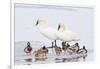 Wyoming, National Elk Refuge, Trumpeter Swan Pair and Mallards-Elizabeth Boehm-Framed Photographic Print