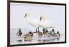 Wyoming, National Elk Refuge, Trumpeter Swan Pair and Mallards-Elizabeth Boehm-Framed Photographic Print