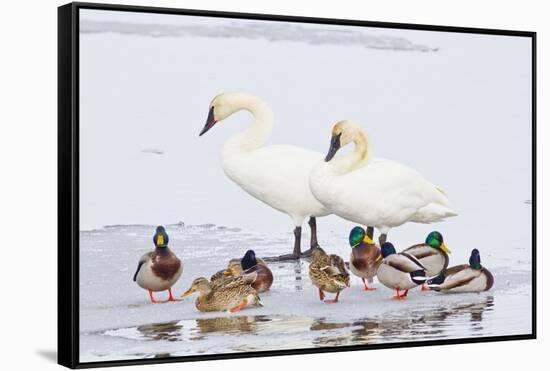 Wyoming, National Elk Refuge, Trumpeter Swan Pair and Mallards-Elizabeth Boehm-Framed Stretched Canvas