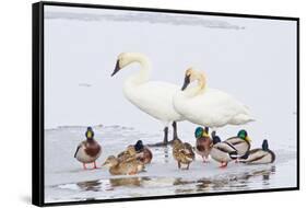 Wyoming, National Elk Refuge, Trumpeter Swan Pair and Mallards-Elizabeth Boehm-Framed Stretched Canvas