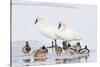 Wyoming, National Elk Refuge, Trumpeter Swan Pair and Mallards-Elizabeth Boehm-Stretched Canvas