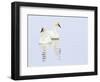 Wyoming, National Elk Refuge, Trumpeter Swan Pair on Flat Creek-Elizabeth Boehm-Framed Photographic Print