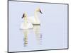 Wyoming, National Elk Refuge, Trumpeter Swan Pair on Flat Creek-Elizabeth Boehm-Mounted Photographic Print