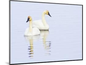 Wyoming, National Elk Refuge, Trumpeter Swan Pair on Flat Creek-Elizabeth Boehm-Mounted Photographic Print