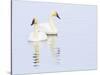 Wyoming, National Elk Refuge, Trumpeter Swan Pair on Flat Creek-Elizabeth Boehm-Stretched Canvas