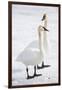 Wyoming, National Elk Refuge, Trumpeter Swan Pair on Snowy Ice-Elizabeth Boehm-Framed Photographic Print