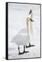 Wyoming, National Elk Refuge, Trumpeter Swan Pair on Snowy Ice-Elizabeth Boehm-Framed Stretched Canvas