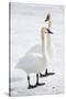 Wyoming, National Elk Refuge, Trumpeter Swan Pair on Snowy Ice-Elizabeth Boehm-Stretched Canvas