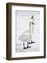 Wyoming, National Elk Refuge, Trumpeter Swan Pair on Snowy Ice-Elizabeth Boehm-Framed Photographic Print