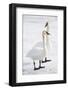 Wyoming, National Elk Refuge, Trumpeter Swan Pair on Snowy Ice-Elizabeth Boehm-Framed Photographic Print