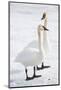 Wyoming, National Elk Refuge, Trumpeter Swan Pair on Snowy Ice-Elizabeth Boehm-Mounted Photographic Print