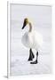 Wyoming, National Elk Refuge, Trumpeter Swan Walking on Snowy Ice-Elizabeth Boehm-Framed Photographic Print