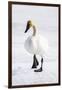 Wyoming, National Elk Refuge, Trumpeter Swan Walking on Snowy Ice-Elizabeth Boehm-Framed Photographic Print