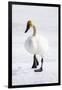 Wyoming, National Elk Refuge, Trumpeter Swan Walking on Snowy Ice-Elizabeth Boehm-Framed Photographic Print