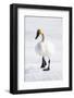 Wyoming, National Elk Refuge, Trumpeter Swan Walking on Snowy Ice-Elizabeth Boehm-Framed Photographic Print