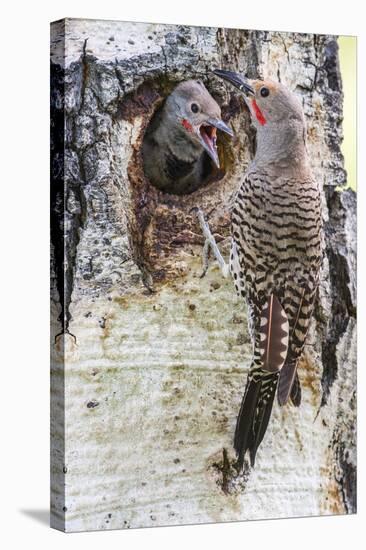 Wyoming, Northern Flicker Feeding Chick at Cavity Nest in Aspen Tree-Elizabeth Boehm-Stretched Canvas