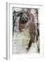 Wyoming, Northern Flicker Feeding Chick at Cavity Nest in Aspen Tree-Elizabeth Boehm-Framed Photographic Print