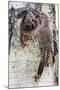 Wyoming, Northern Flicker Feeding Chick at Cavity Nest in Aspen Tree-Elizabeth Boehm-Mounted Photographic Print