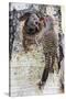 Wyoming, Northern Flicker Feeding Chick at Cavity Nest in Aspen Tree-Elizabeth Boehm-Stretched Canvas